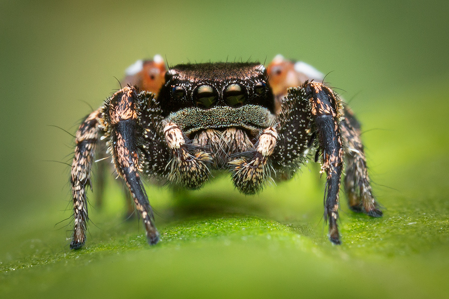 adult male-I have recently focused my search for salticidae to the Phidippus genus but I've always been interested in the Paradise...