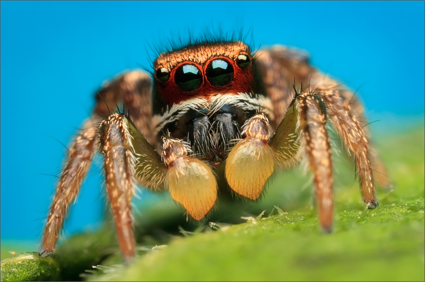 A few of the habronattus males in the area have this red scaling on the face as subadults. This particular species looses it...