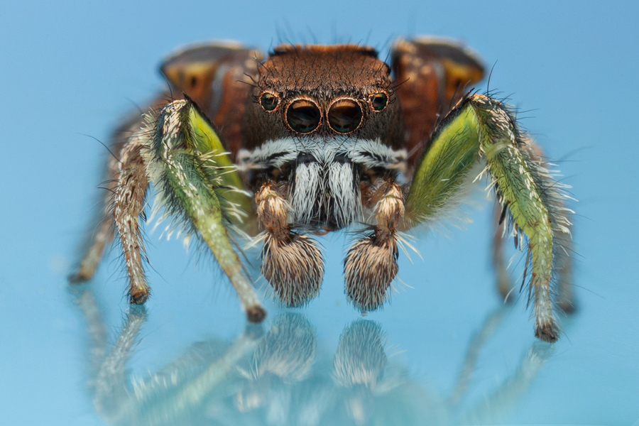 adult male-One of my favorite local Paradise Spiders! I make a point to visit them every spring.&nbsp;