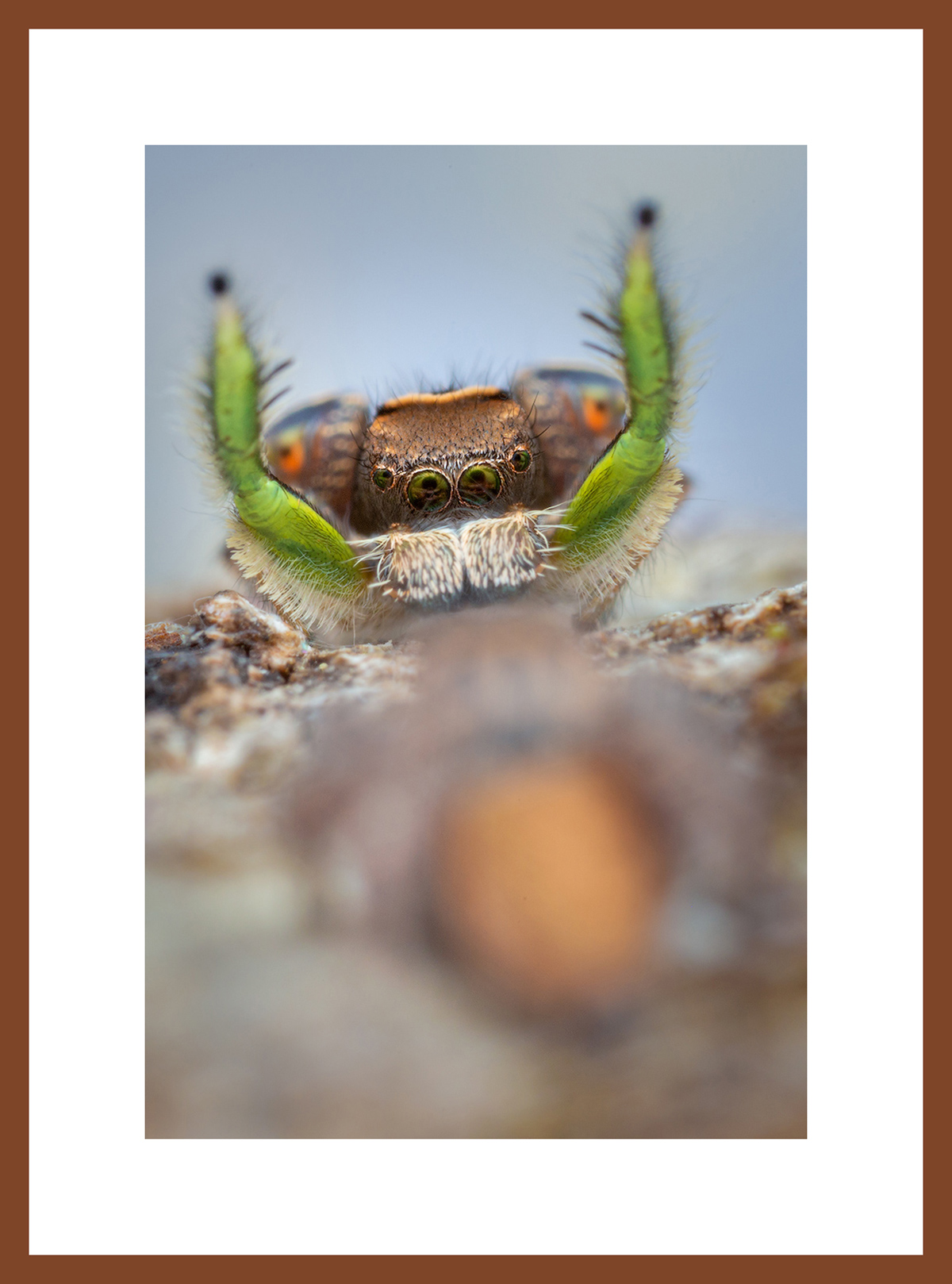 MATTED AND FRAMED PRINT - CHERRY FRAME print preview