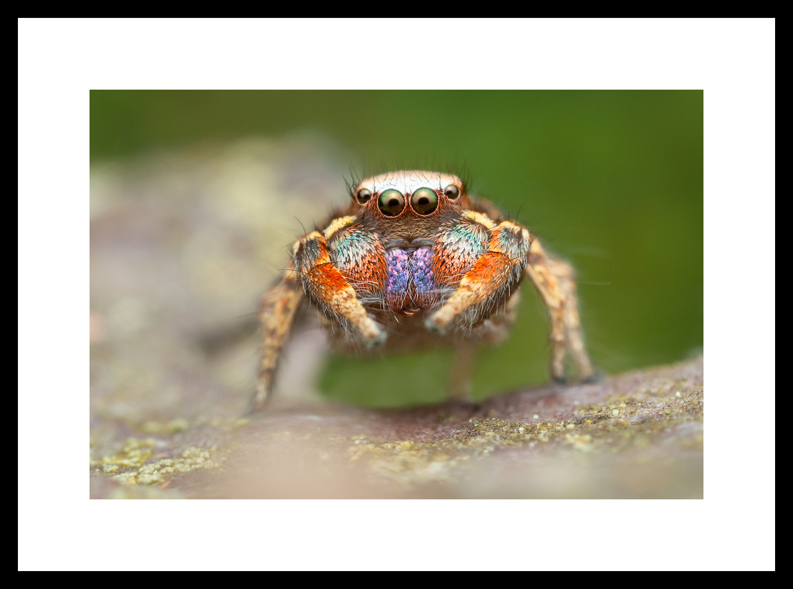 MATTED AND FRAMED PRINT - BLACK FRAME print preview