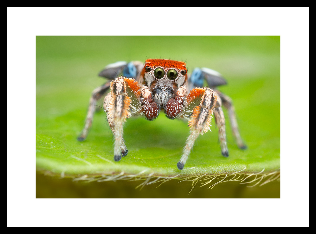MATTED AND FRAMED PRINT - BLACK FRAME print preview