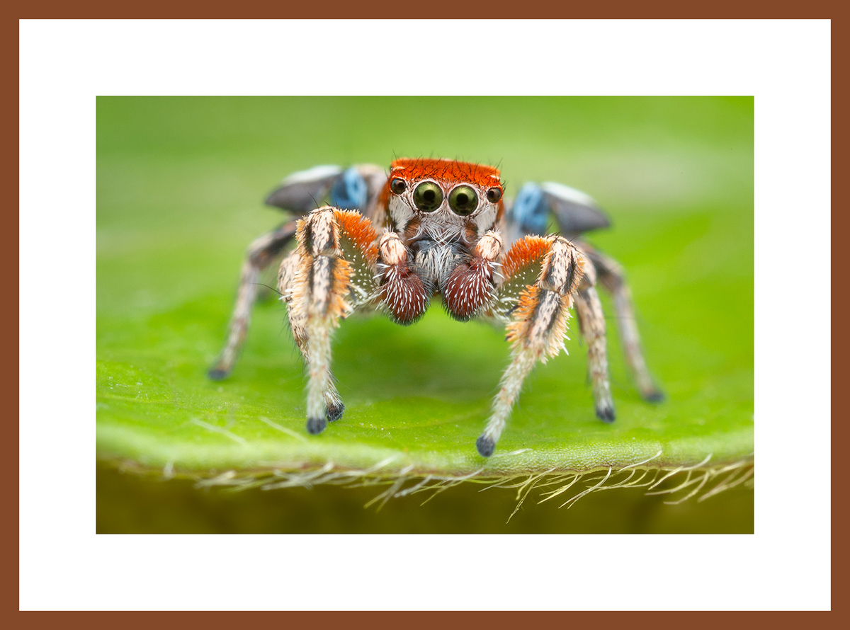 MATTED AND FRAMED PRINT - CHERRY FRAME print preview