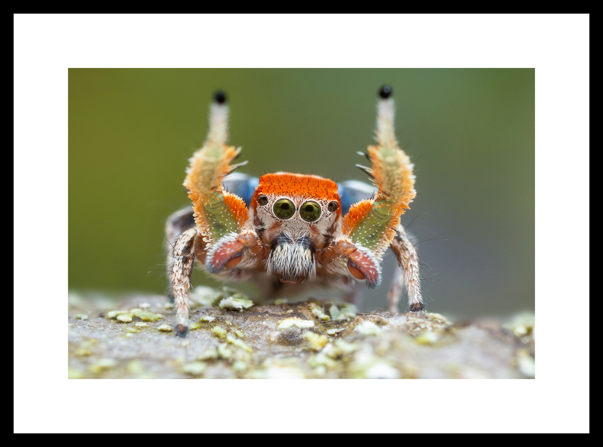 MATTED AND FRAMED PRINT - BLACK FRAME print preview