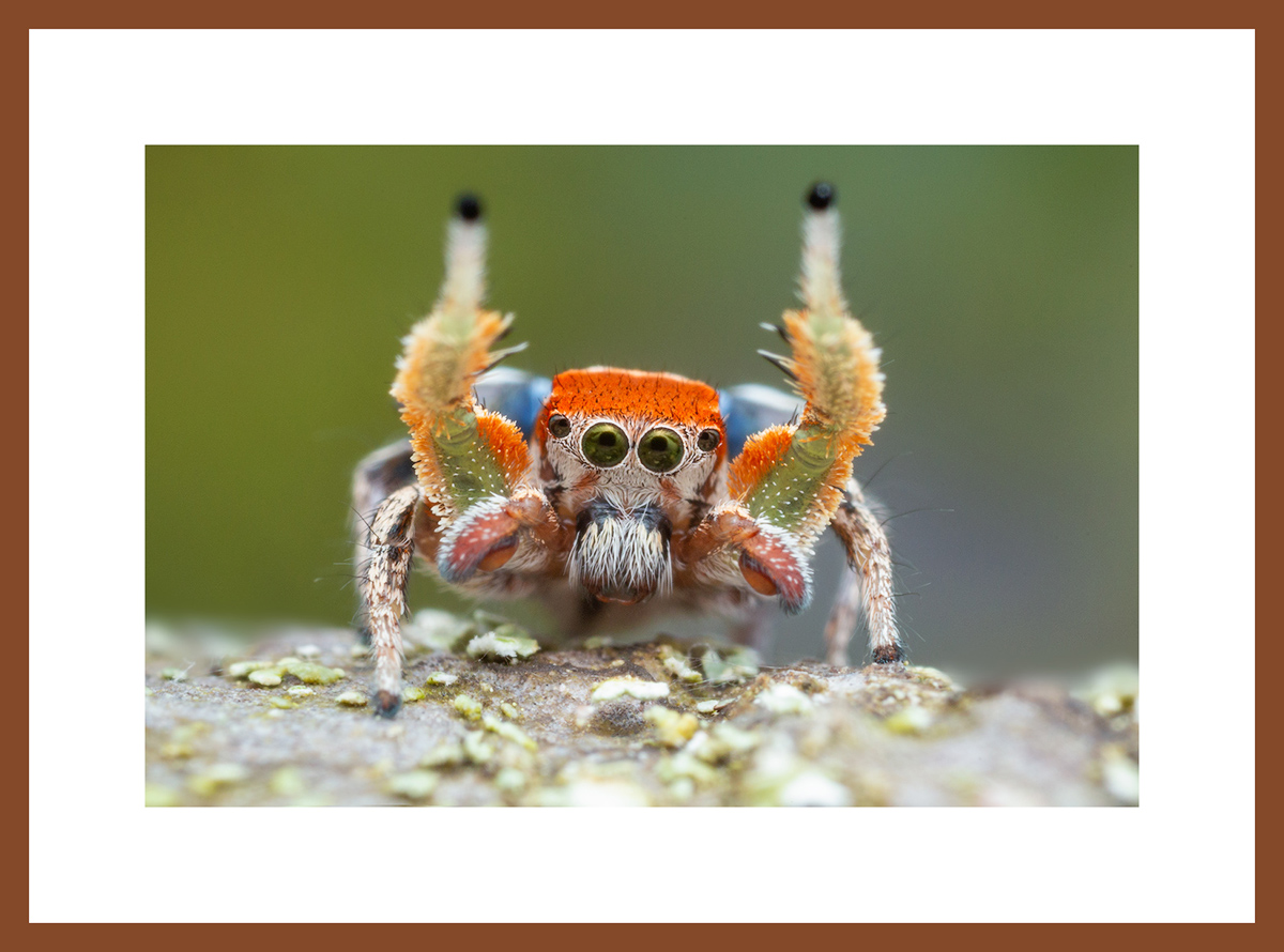 MATTED AND FRAMED PRINT - CHERRY FRAME print preview