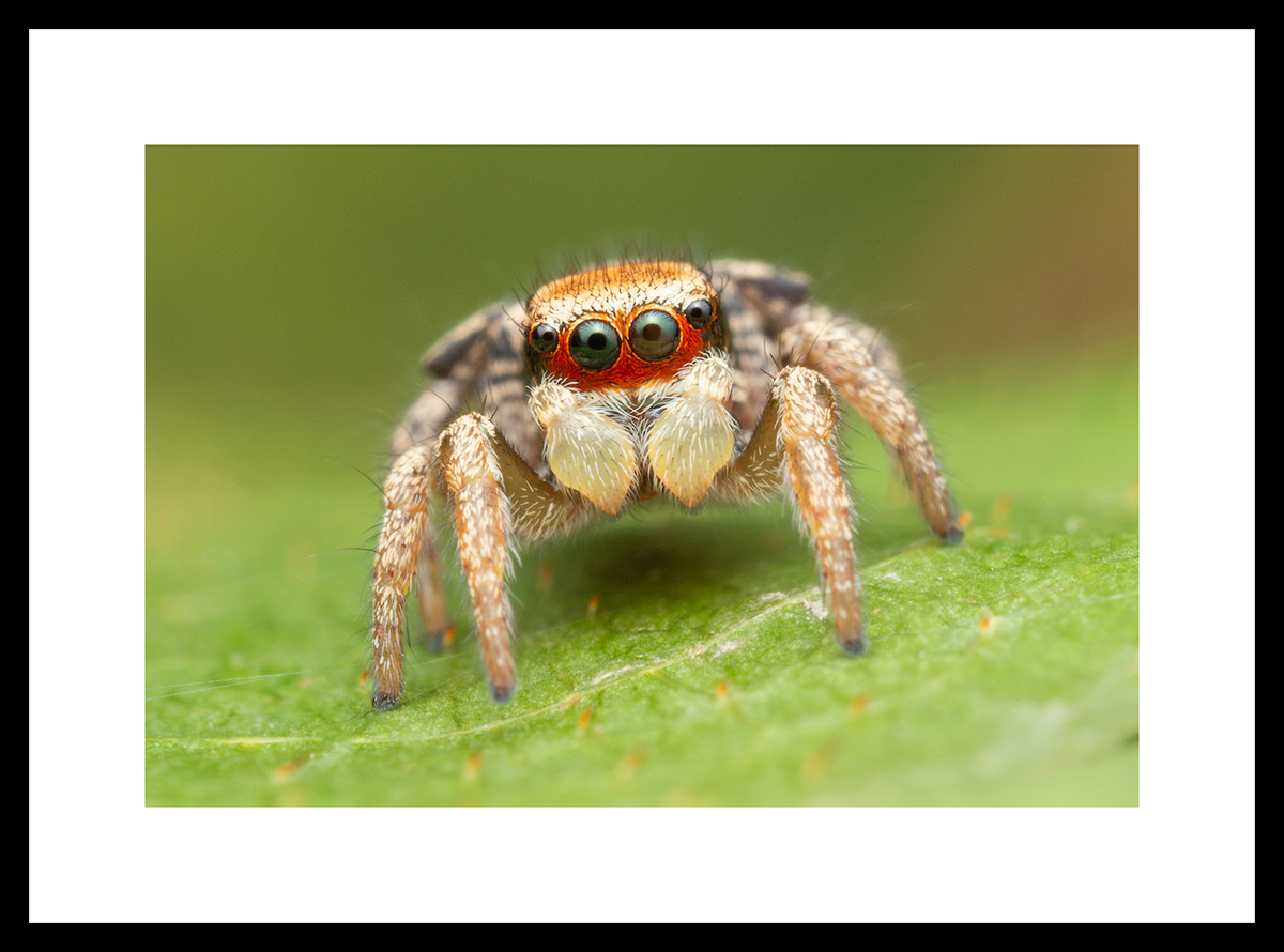MATTED AND FRAMED PRINT - BLACK FRAME print preview