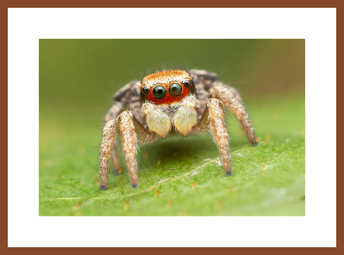 MATTED AND FRAMED PRINT - CHERRY FRAME print preview