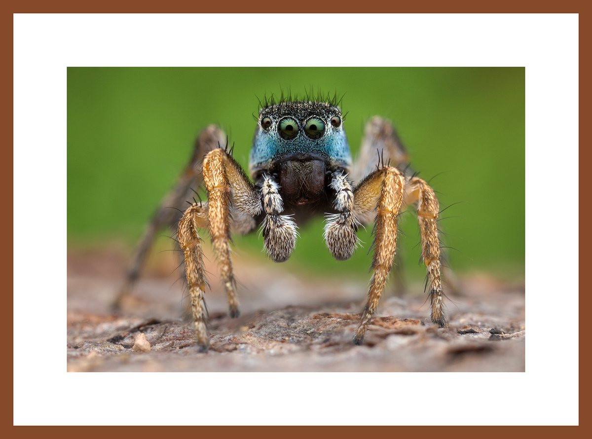 MATTED AND FRAMED PRINT - CHERRY FRAME print preview