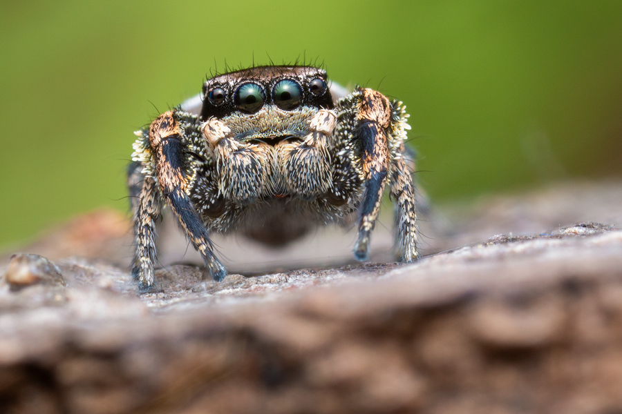 adult male
