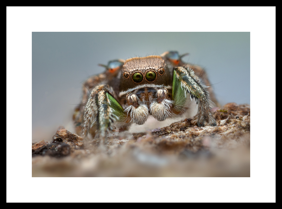 MATTED AND FRAMED PRINT - BLACK FRAME print preview