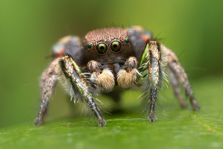 adult male