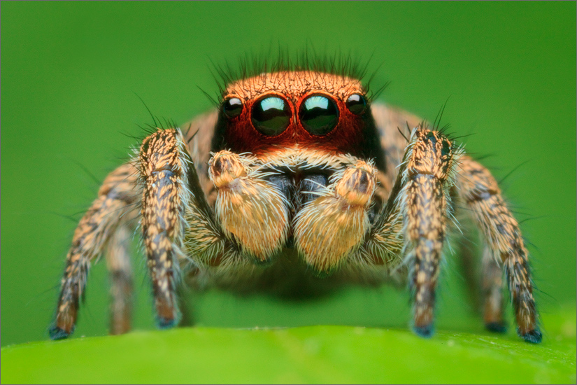 Almost all the native habronattus males have this red scaling on there face as subadults. This was a special find I was not expecting...