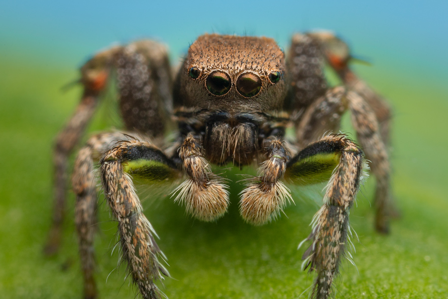 adult male