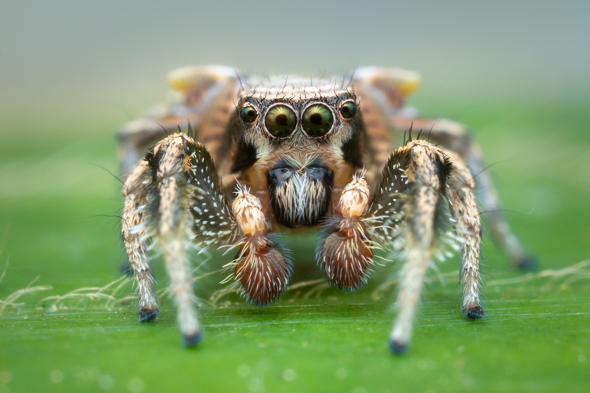 adult male