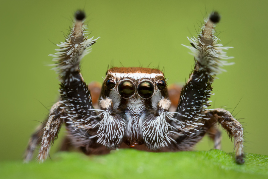 adult male -courtship