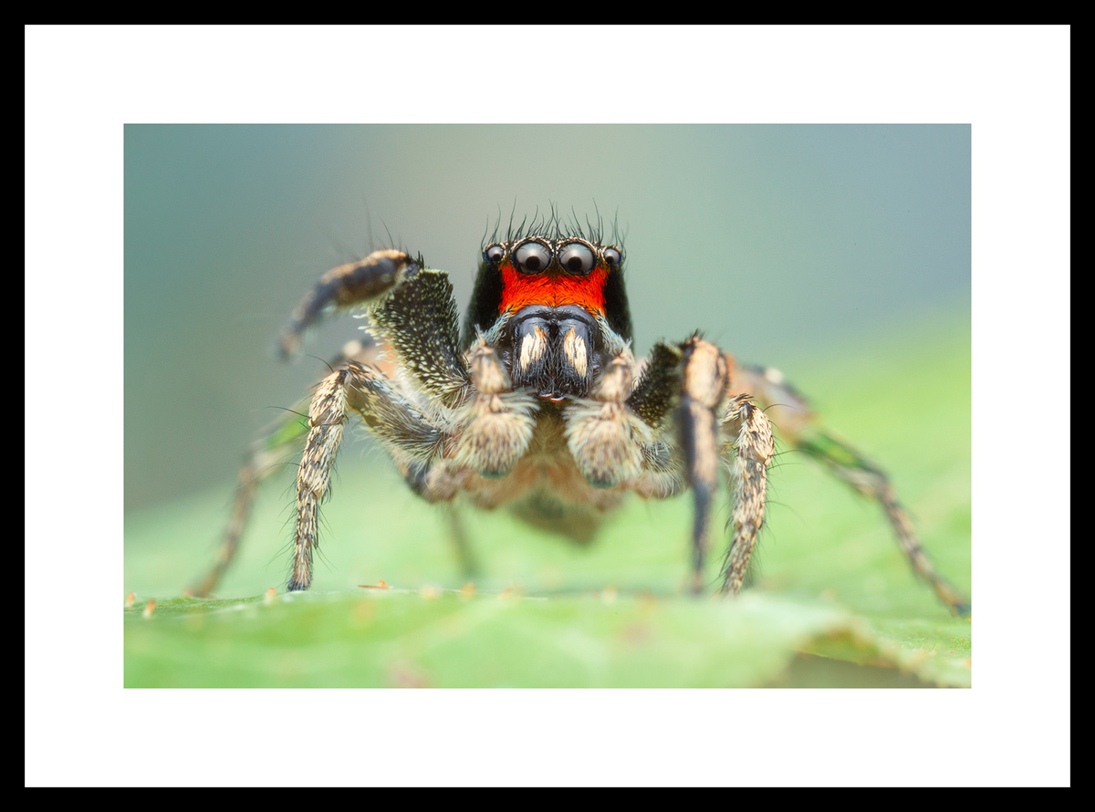MATTED AND FRAMED PRINT - BLACK FRAME print preview