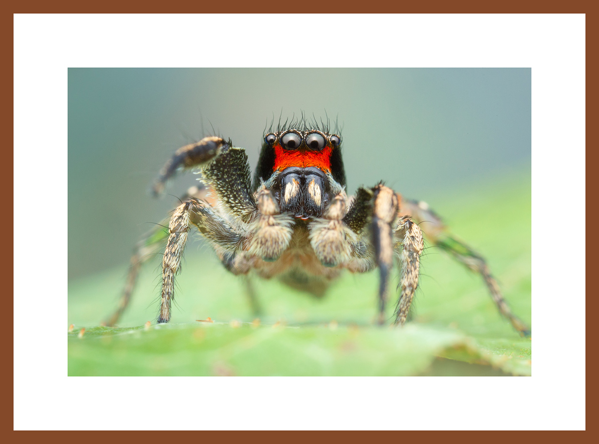 MATTED AND FRAMED PRINT - CHERRY FRAME print preview