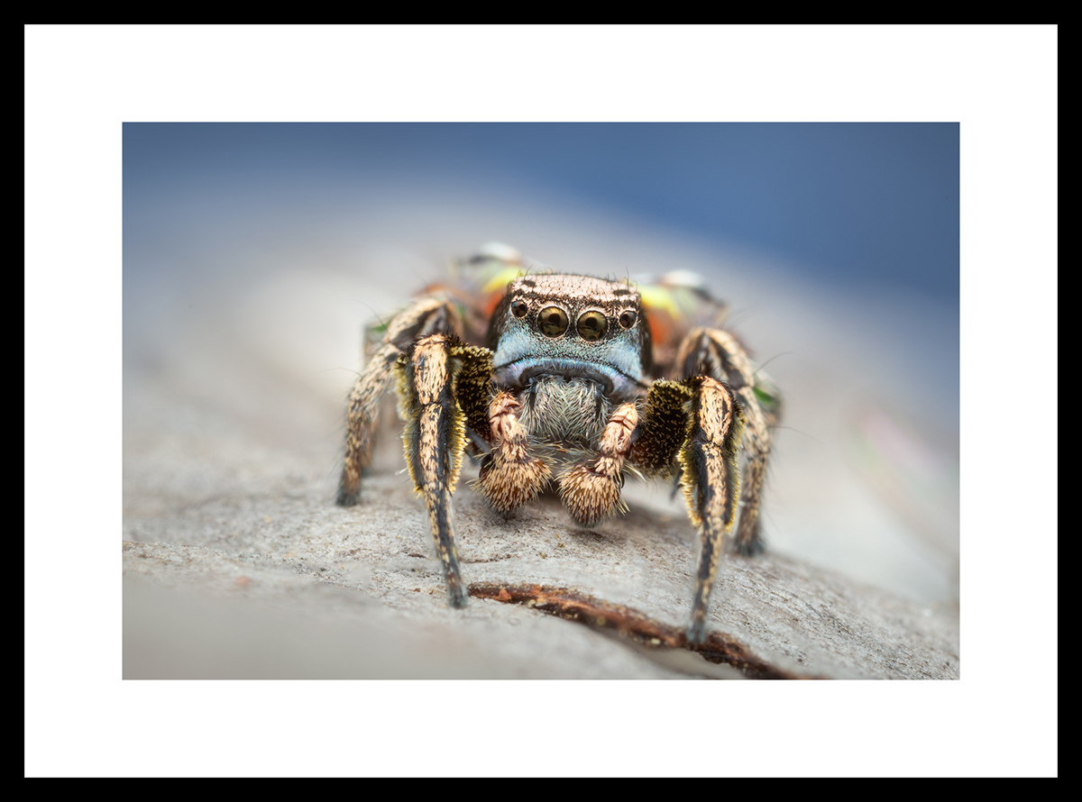 MATTED AND FRAMED PRINT - BLACK FRAME print preview