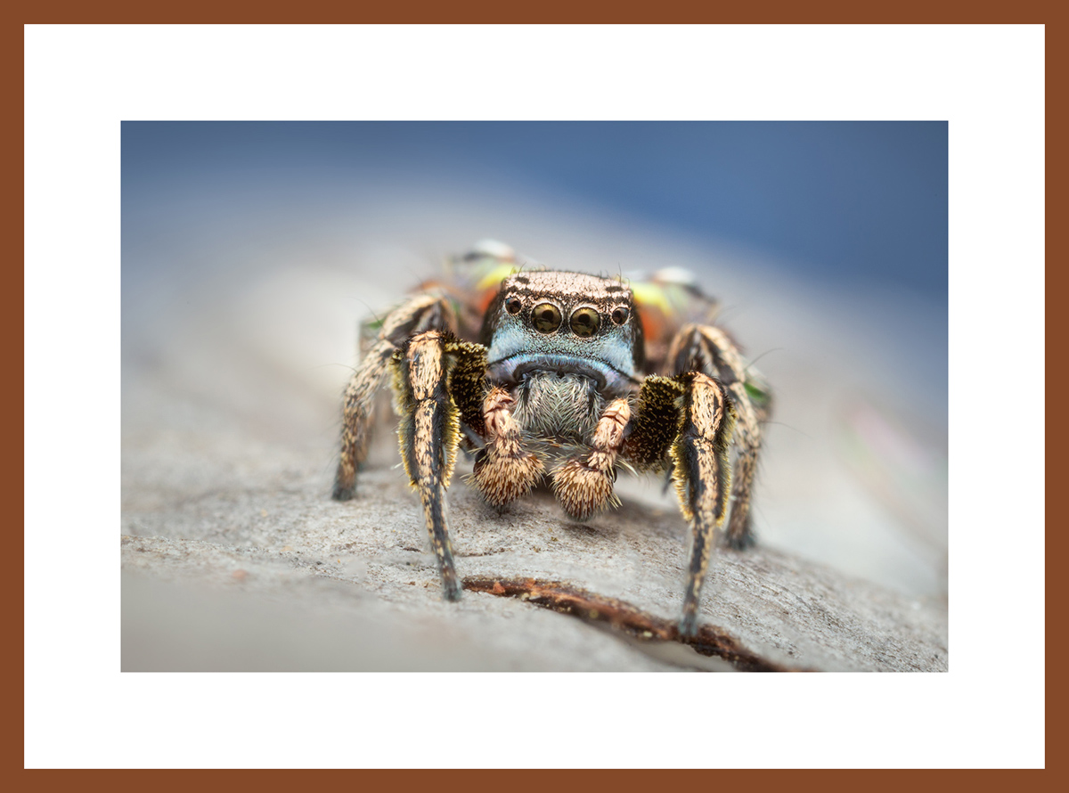 MATTED AND FRAMED PRINT - CHERRY FRAME print preview