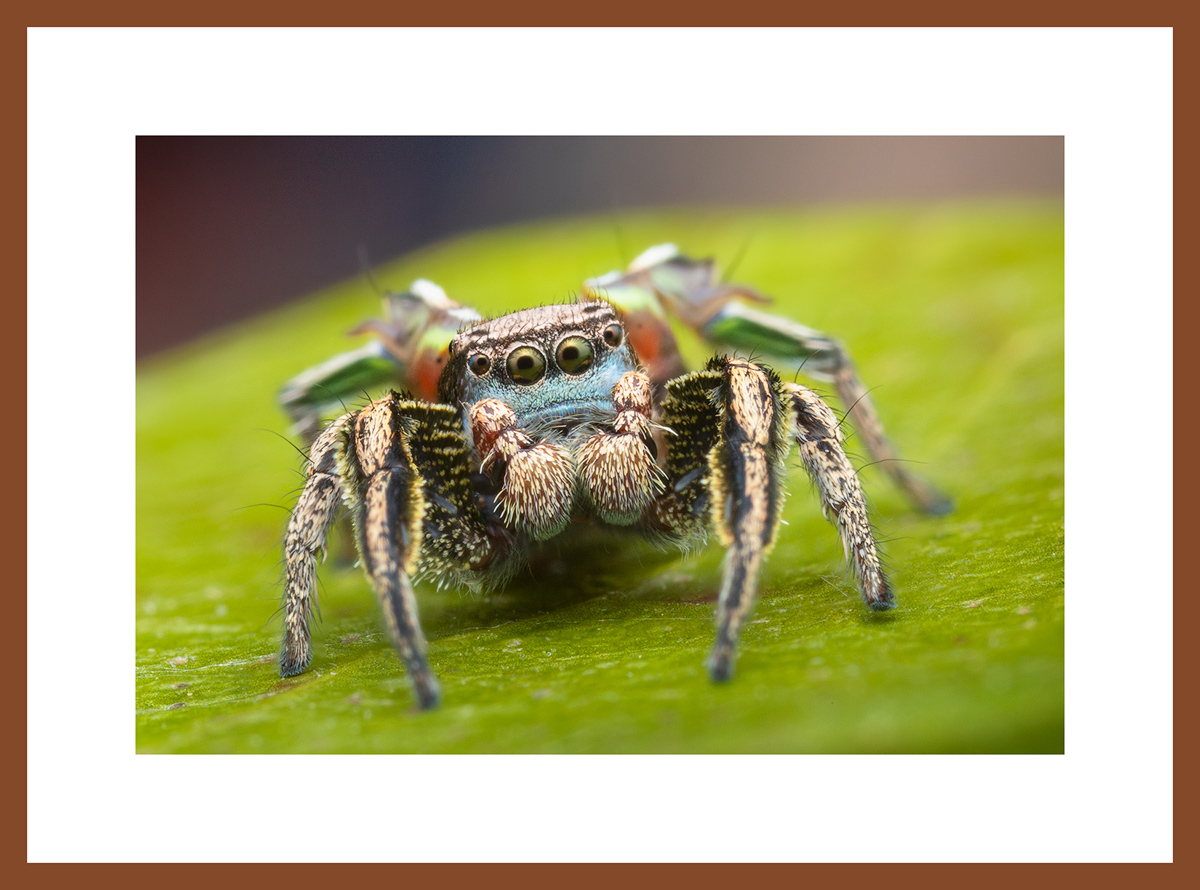 MATTED AND FRAMED PRINT - CHERRY FRAME print preview