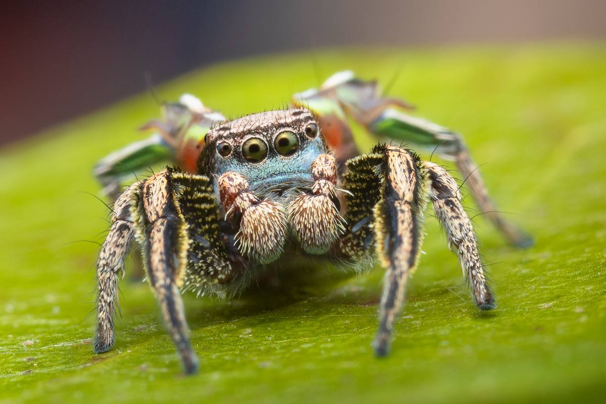 adult male