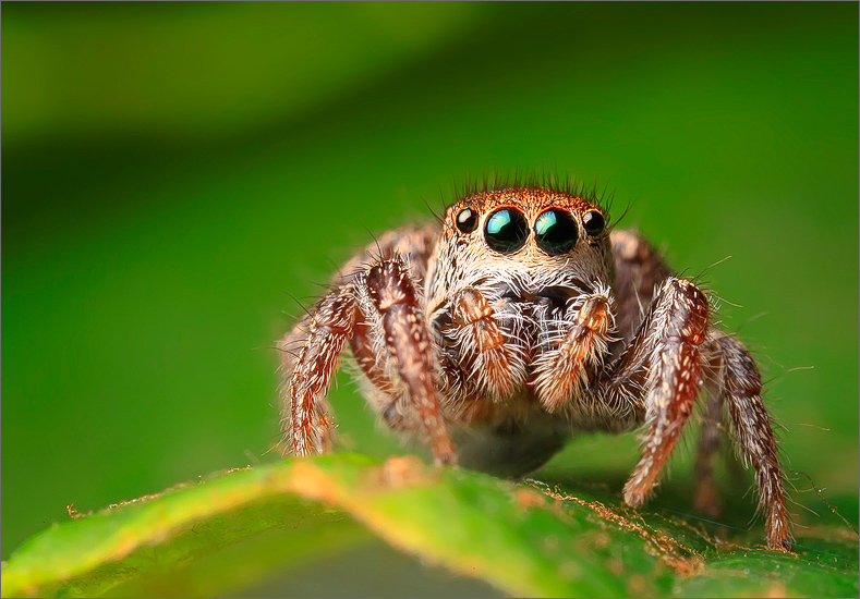 spider, jumping spider, arachnida, salticidae, insect, habronattus