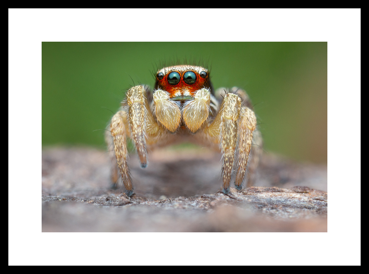 MATTED AND FRAMED PRINT - BLACK FRAME print preview