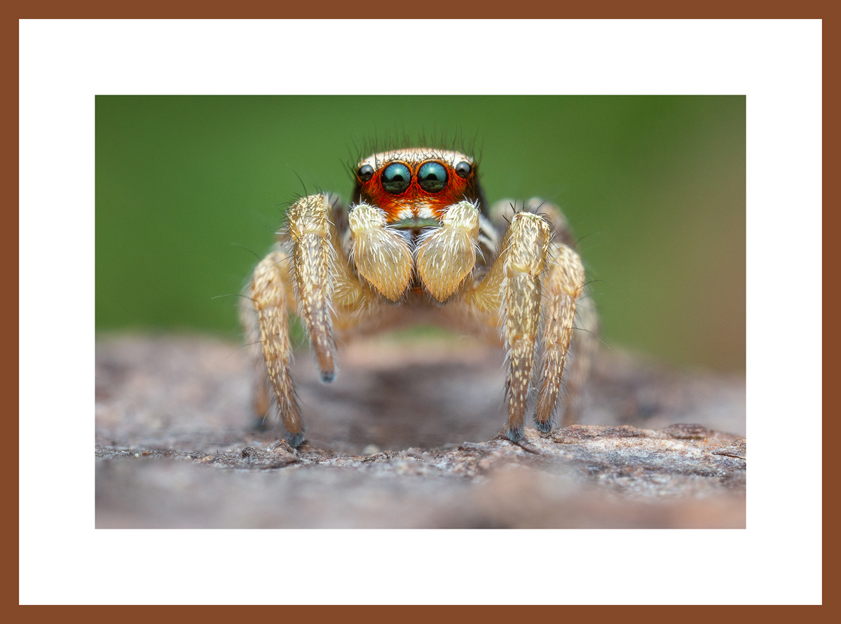 MATTED AND FRAMED PRINT - CHERRY FRAME print preview