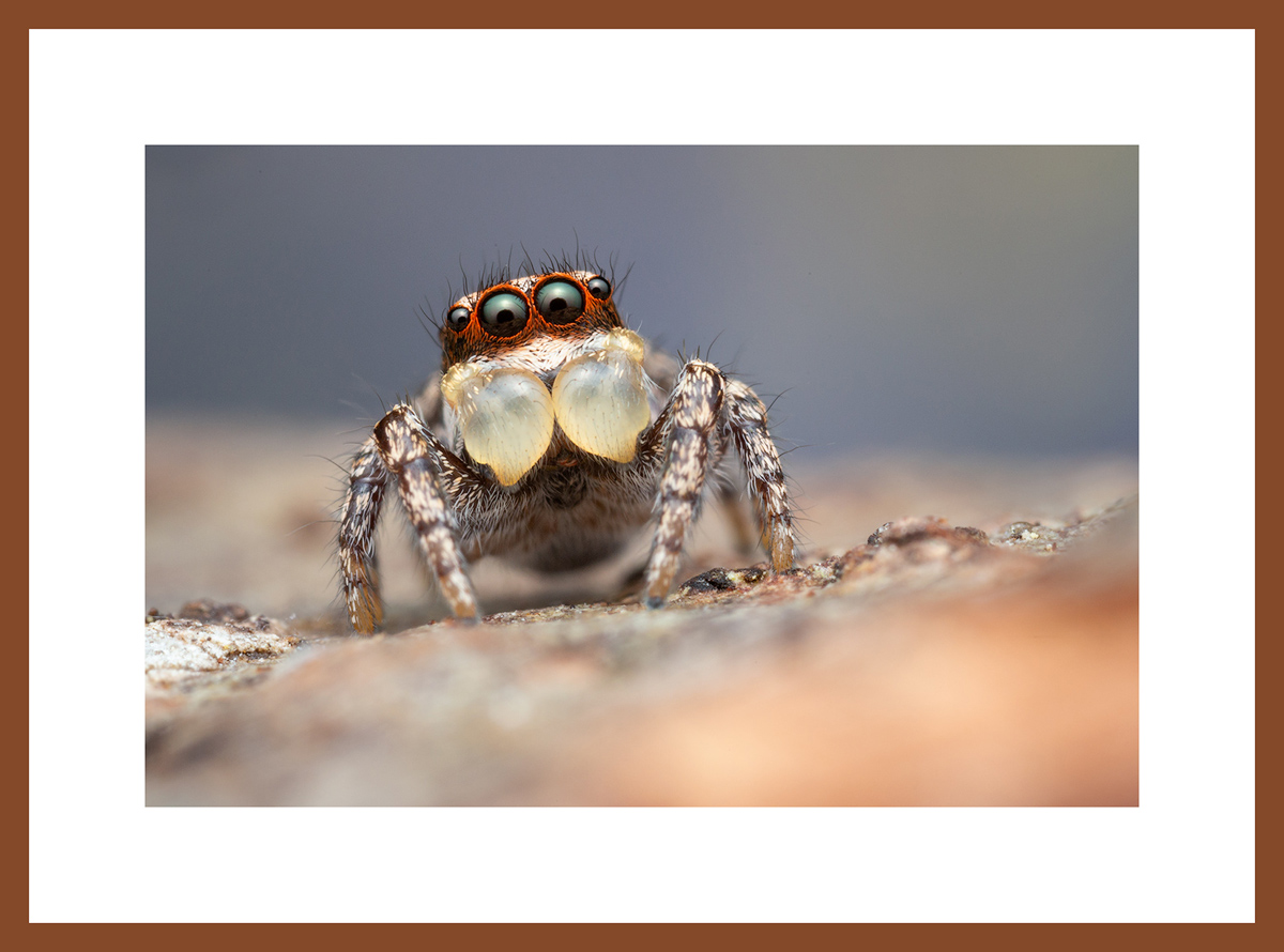MATTED AND FRAMED PRINT - CHERRY FRAME print preview