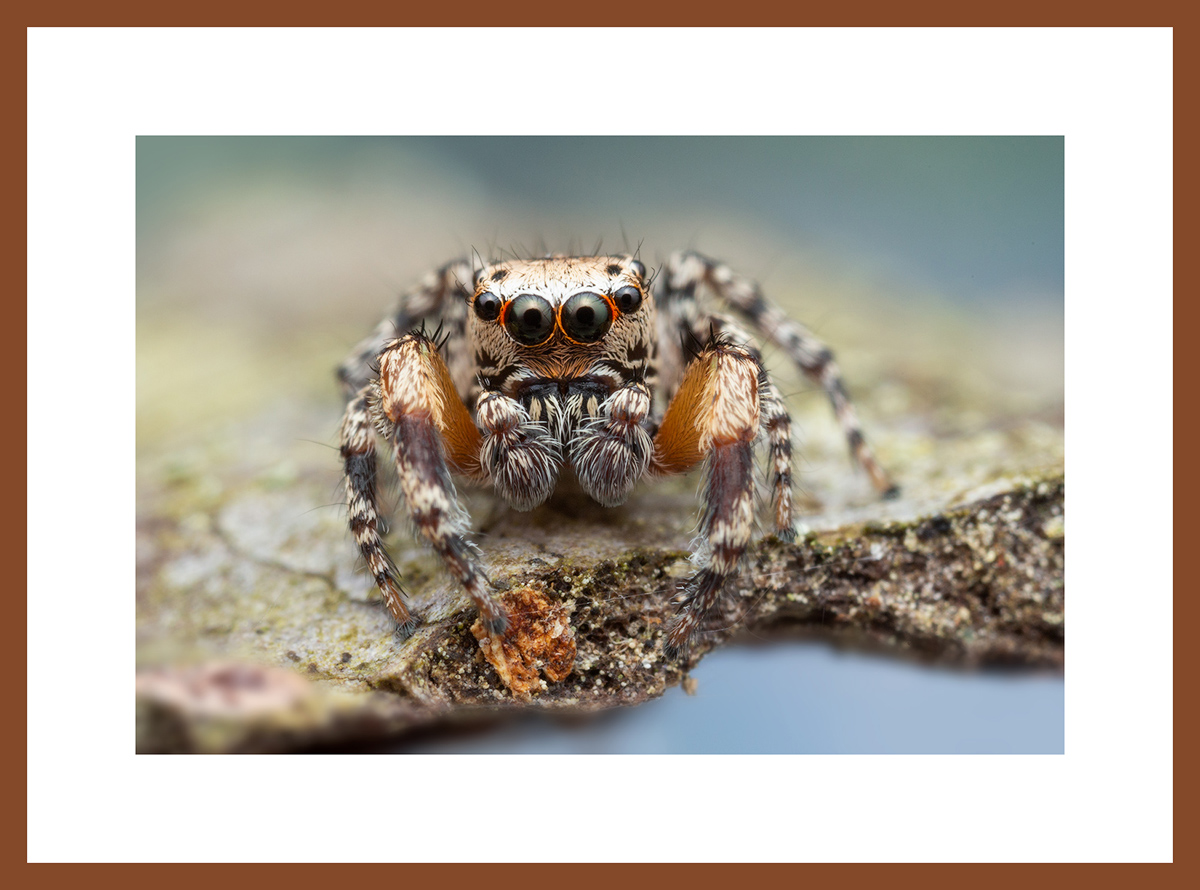 MATTED AND FRAMED PRINT - CHERRY FRAME print preview