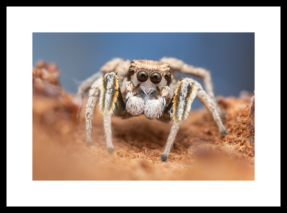 MATTED AND FRAMED PRINT - BLACK FRAME print preview