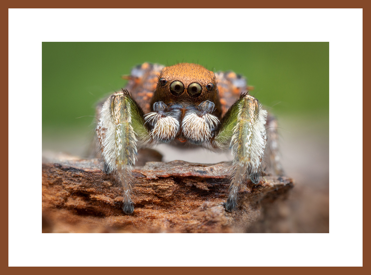 MATTED AND FRAMED PRINT - CHERRY FRAME print preview