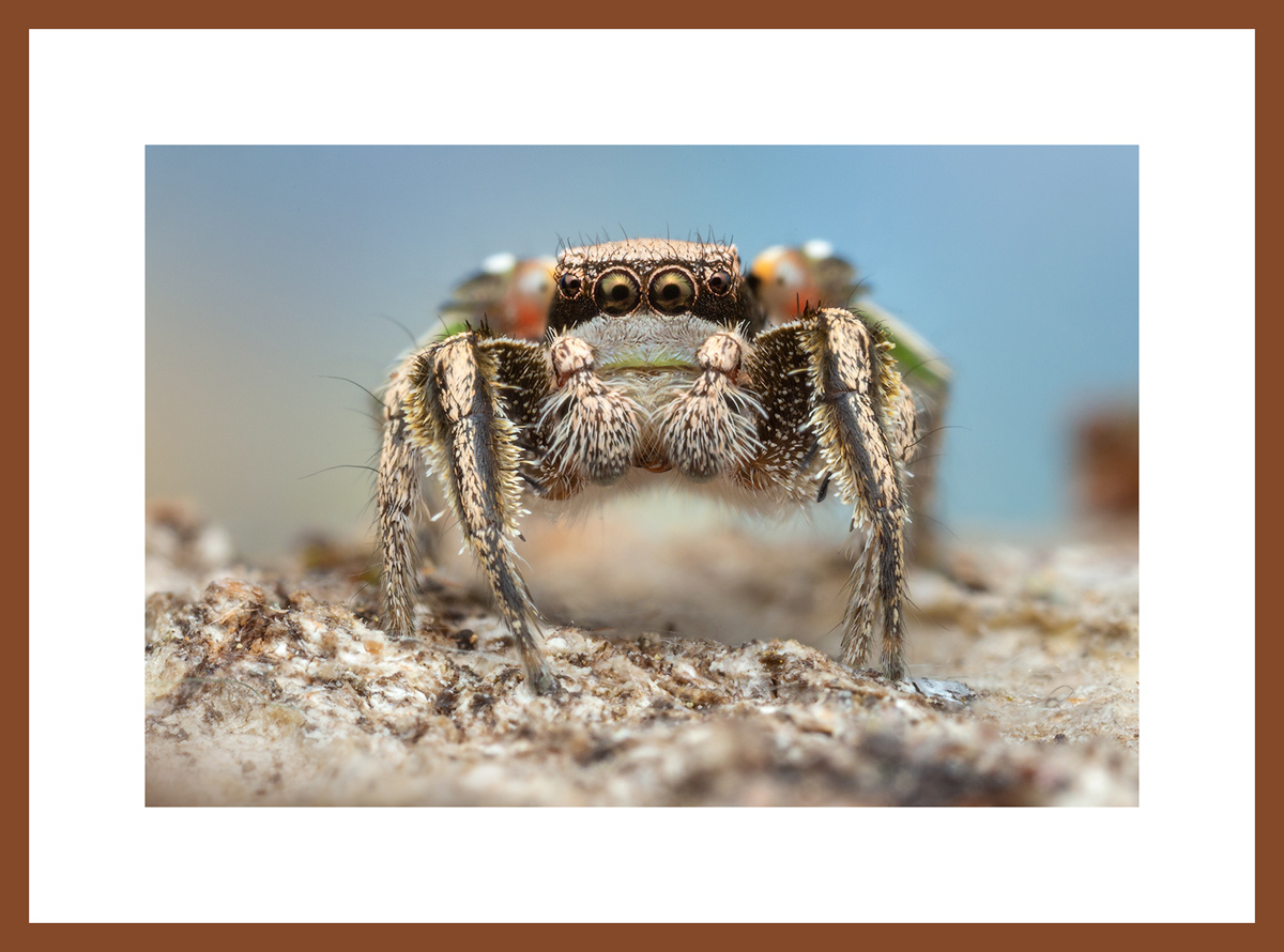 MATTED AND FRAMED PRINT - CHERRY FRAME print preview