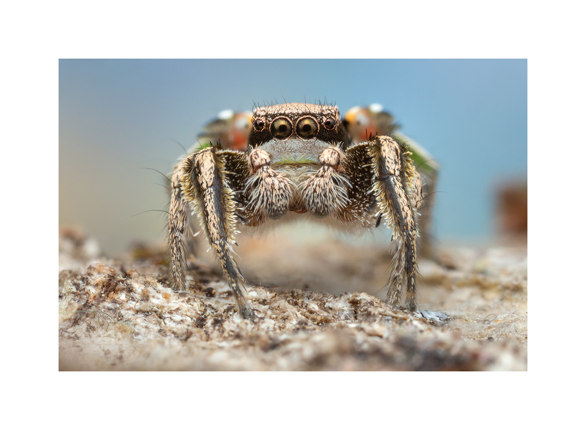 MATTED PRINT print preview