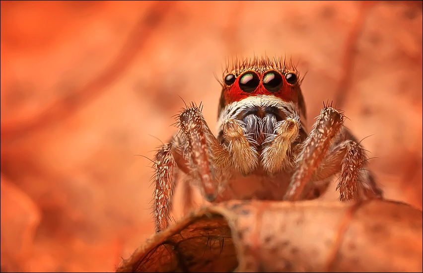 spider, jumping spider, arachnida, salticidae, insect, habronattus