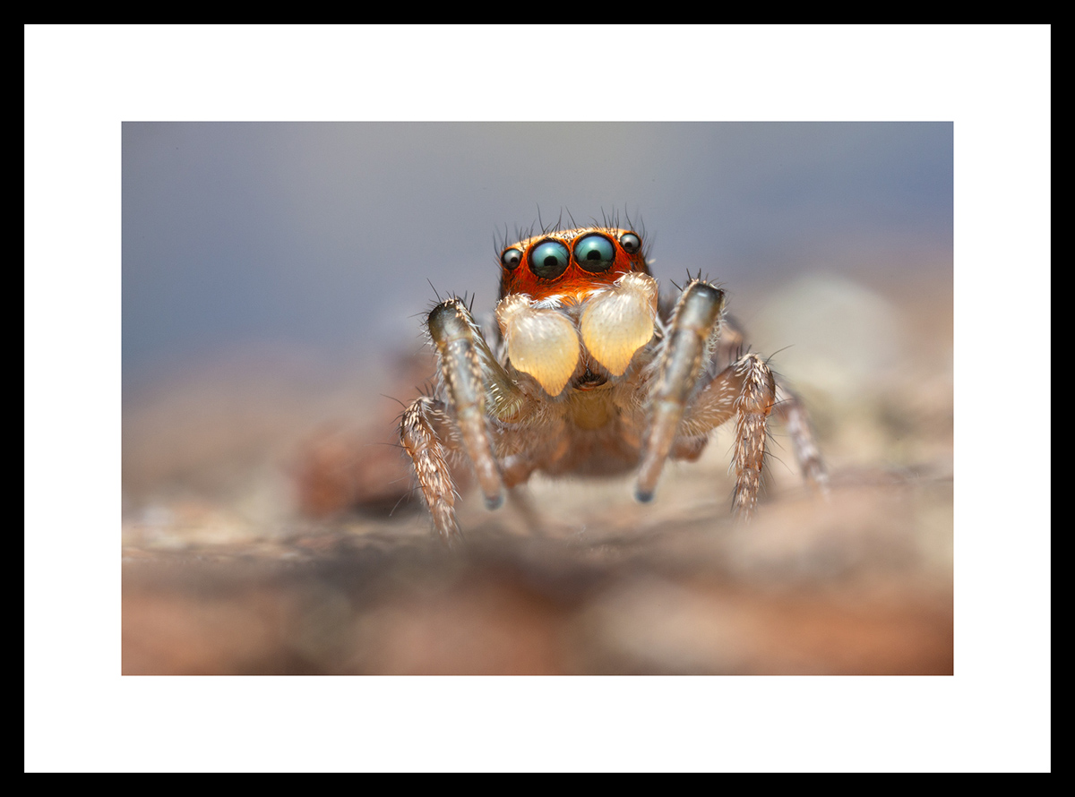 MATTED AND FRAMED PRINT - BLACK FRAME print preview