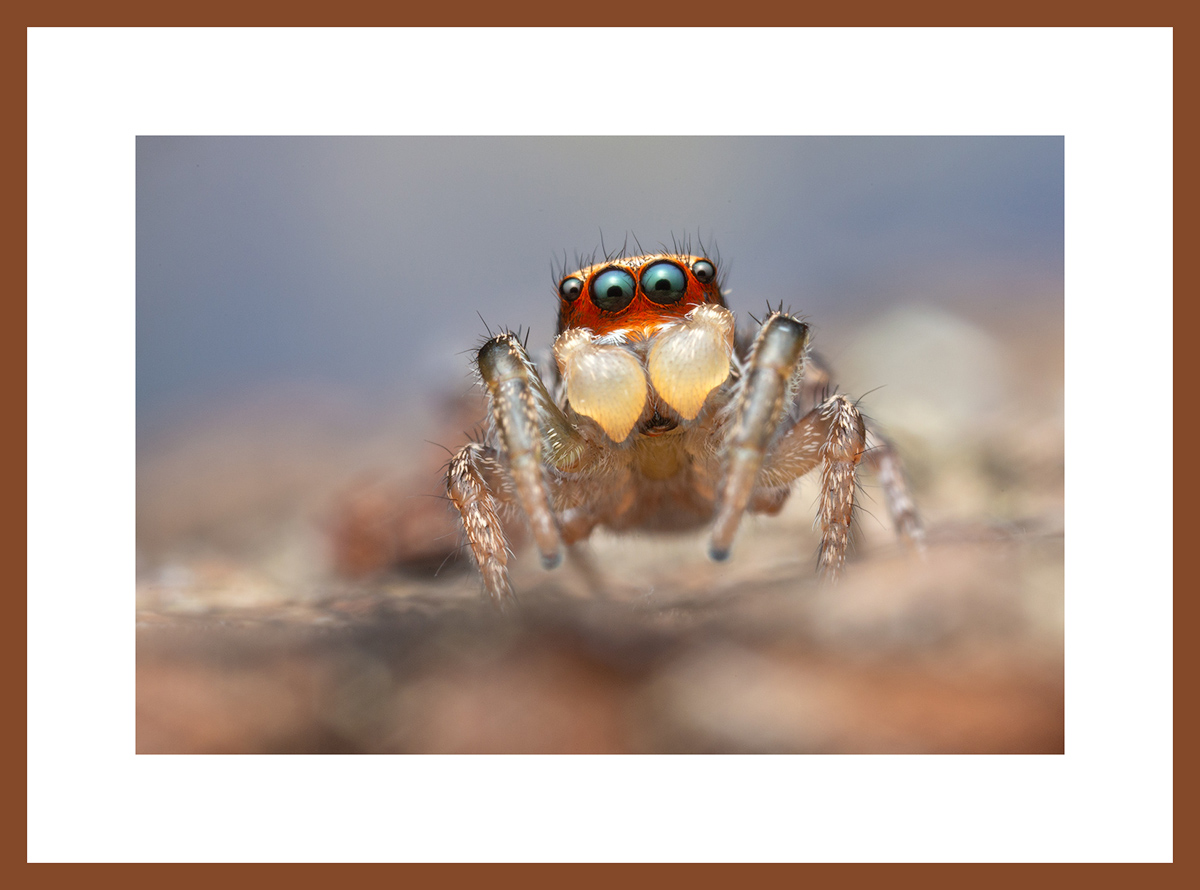 MATTED AND FRAMED PRINT - CHERRY FRAME print preview