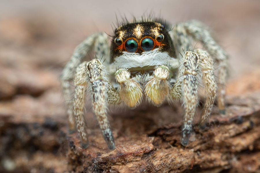 penultimate male