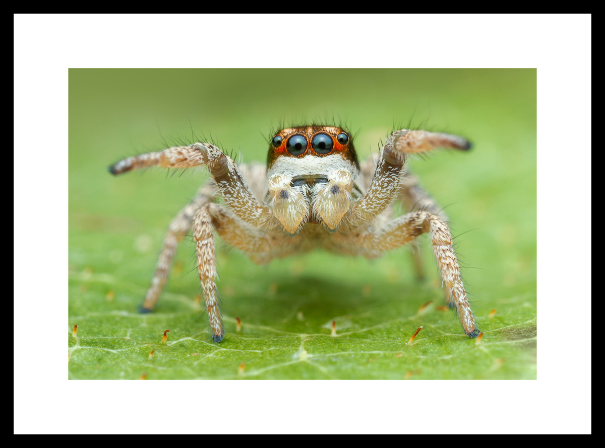 MATTED AND FRAMED PRINT - BLACK FRAME print preview