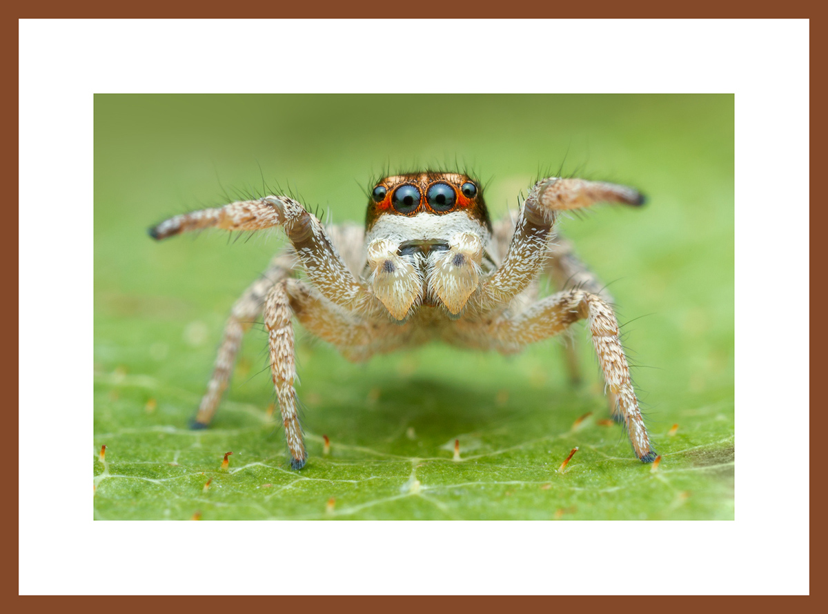 MATTED AND FRAMED PRINT - CHERRY FRAME print preview
