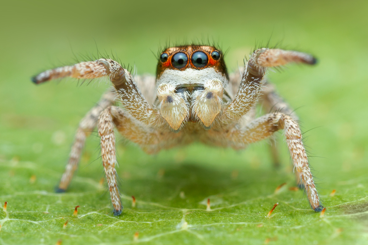 habronattus tarsalis, paradise spider, salticidae, jumping spider
