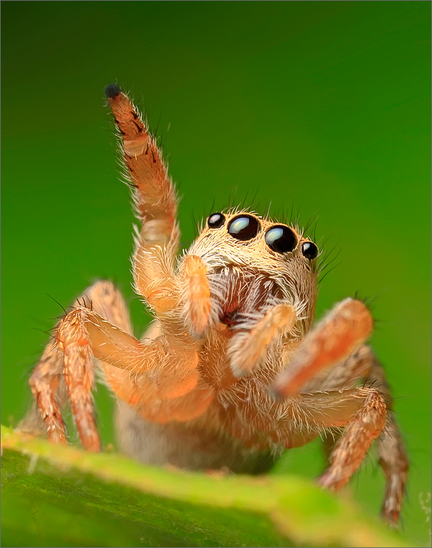 spider, jumping spider, arachnida, salticidae, insect, habronattus