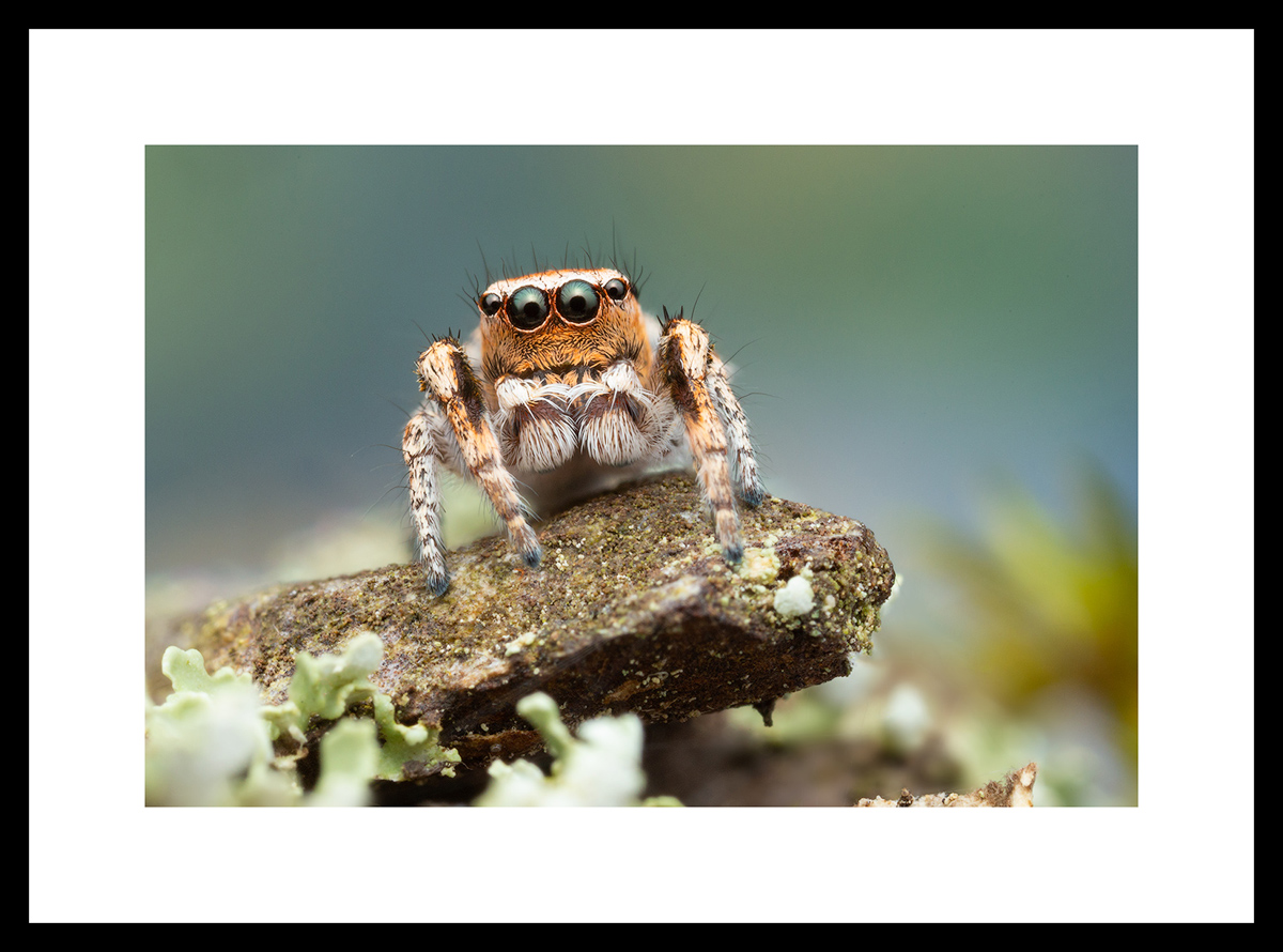 MATTED AND FRAMED PRINT - BLACK FRAME print preview