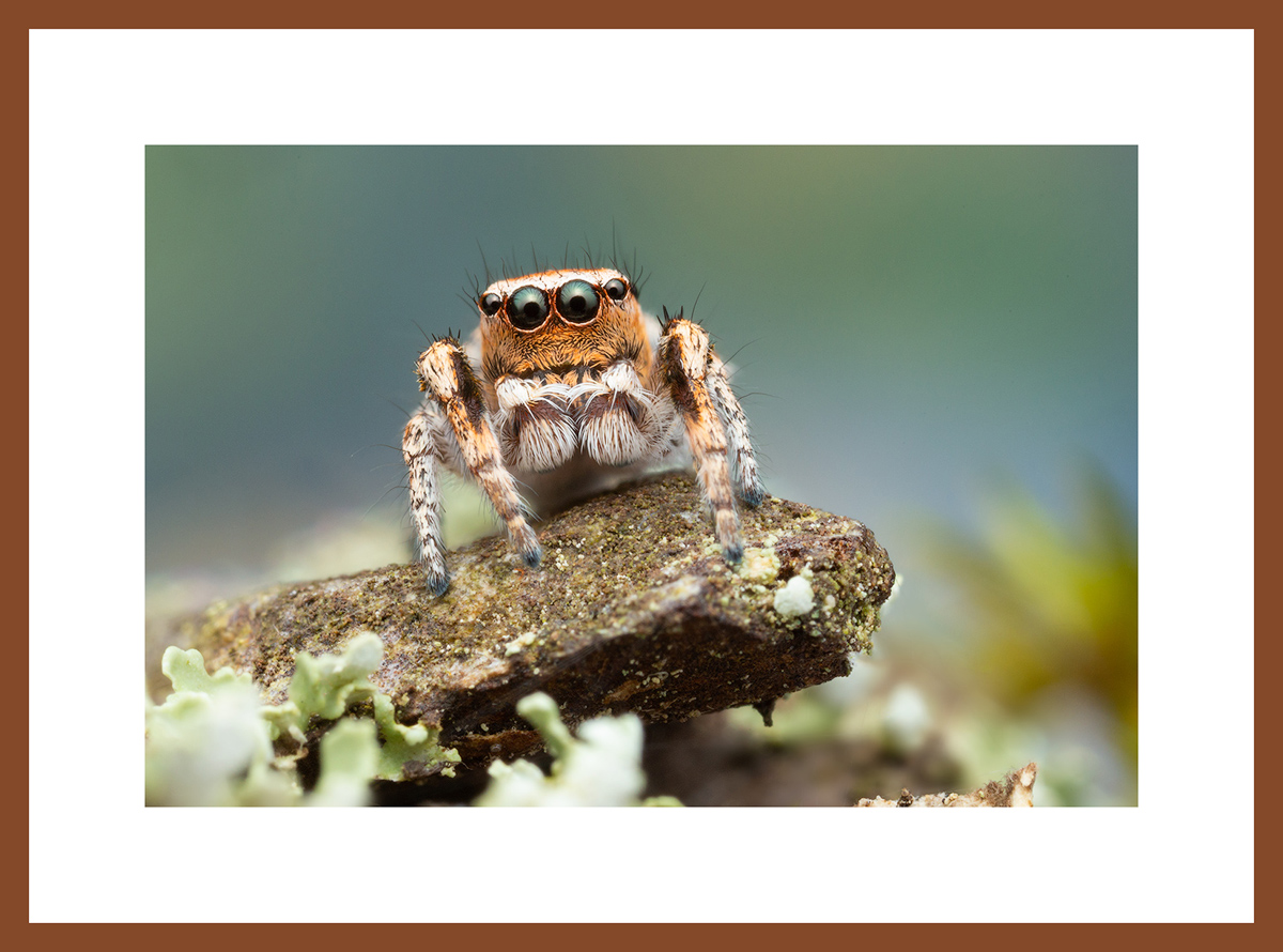 MATTED AND FRAMED PRINT - CHERRY FRAME print preview