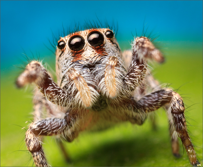 I think I found males and females of this habronattus species but I can't quite figure out what it is yet. I'm hoping to revisit...