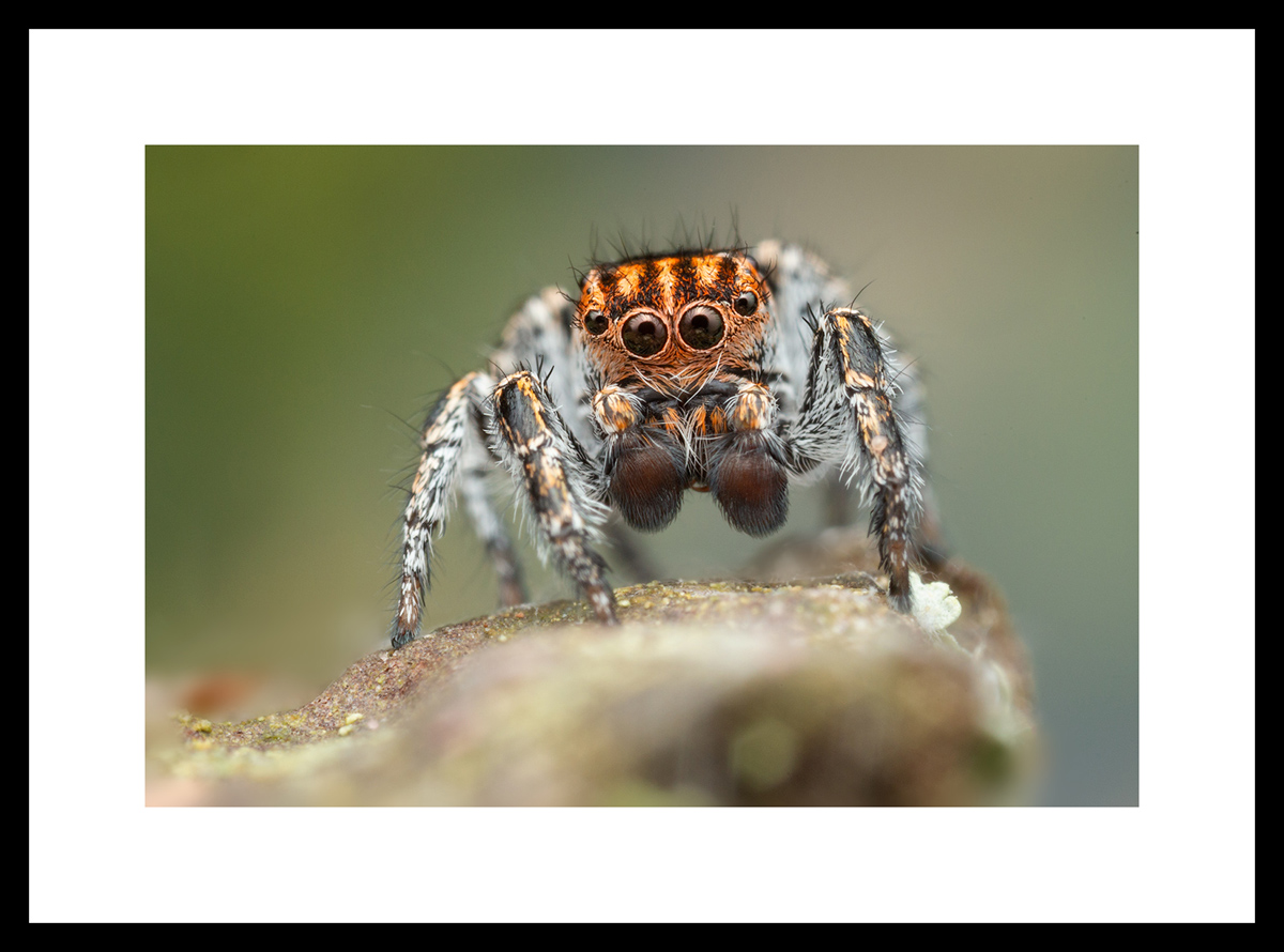 MATTED AND FRAMED PRINT - BLACK FRAME print preview