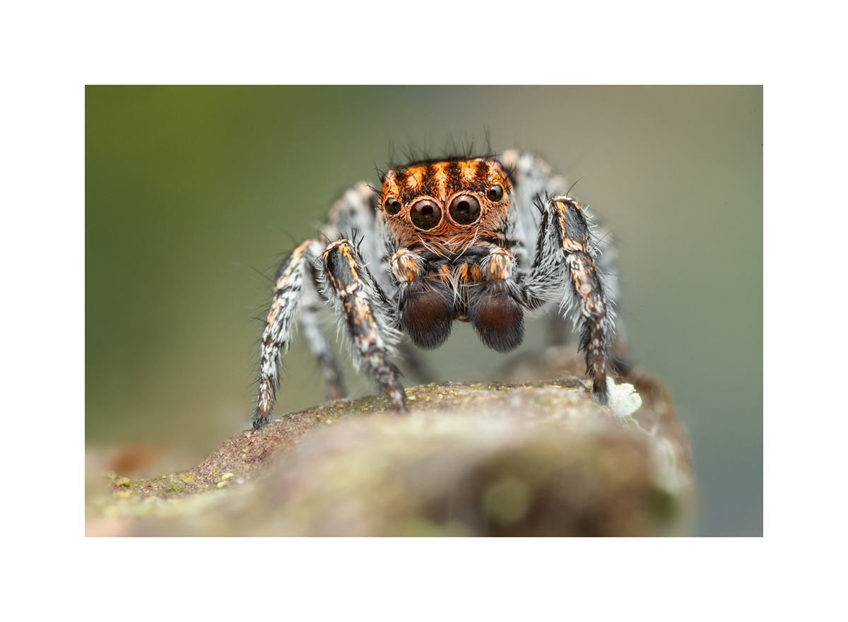MATTED PRINT print preview