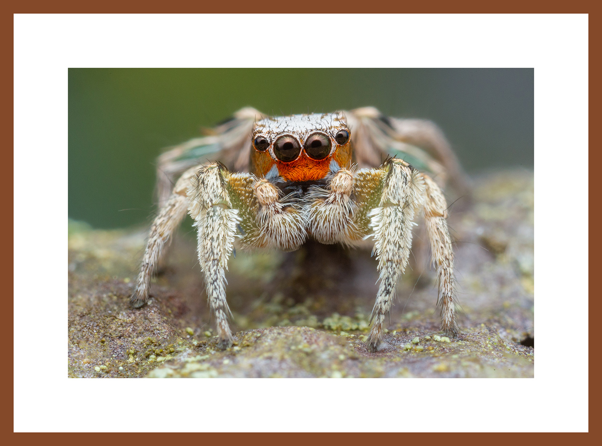 MATTED AND FRAMED PRINT - CHERRY FRAME print preview
