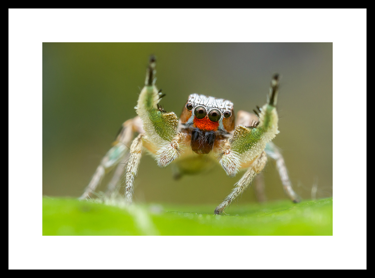 MATTED AND FRAMED PRINT - BLACK FRAME print preview