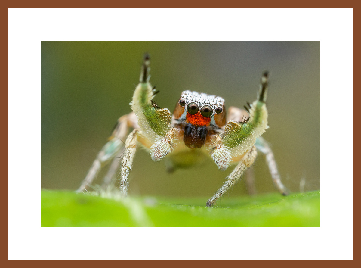 MATTED AND FRAMED PRINT - CHERRY FRAME print preview